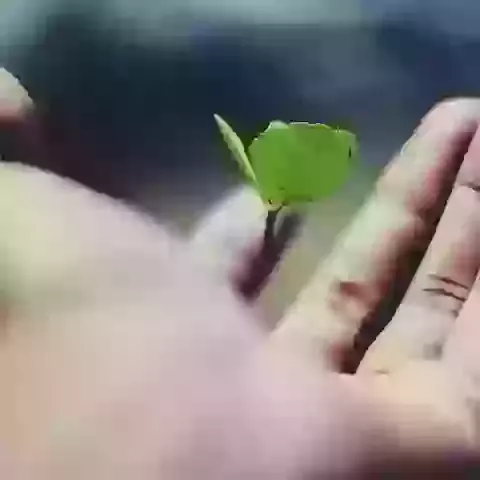 Offering